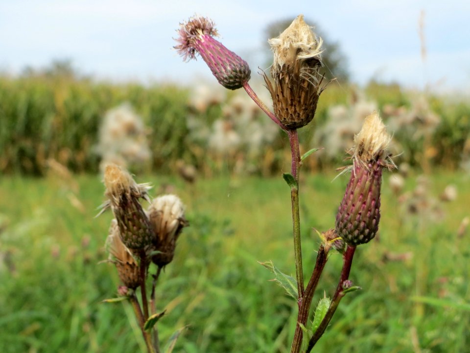 20140928Cirsium_arvense2