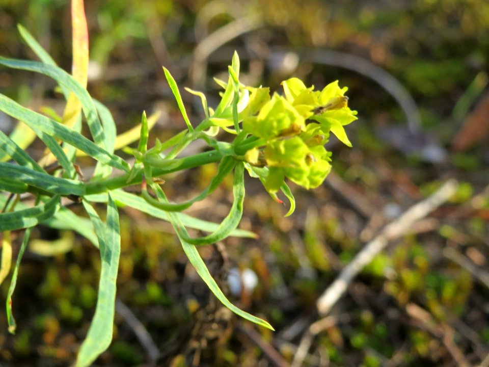 20141017Hypericum_perforatum4