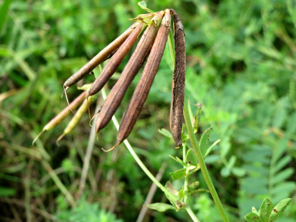 20141017Lotus_corniculatus2