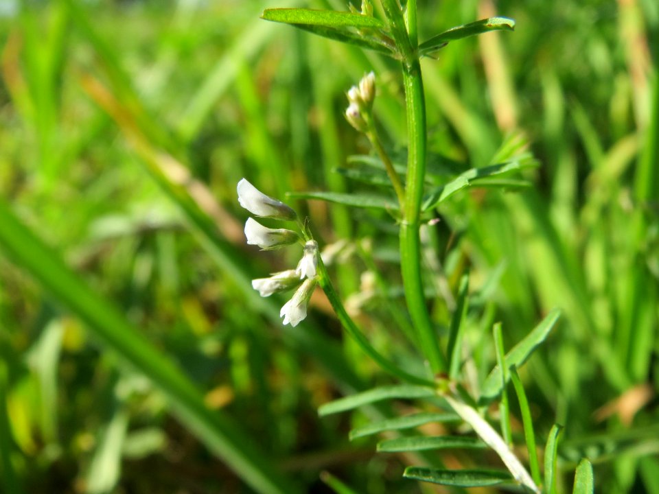 20141014Vicia_hirsuta2