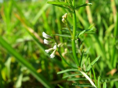 20141014Vicia_hirsuta2