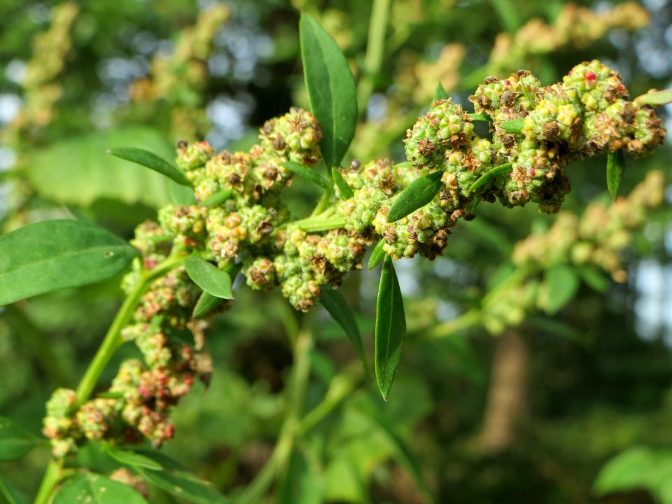 20140928Chenopodium_album3