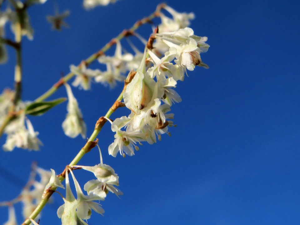 20141011Fallopia_baldschuanica2