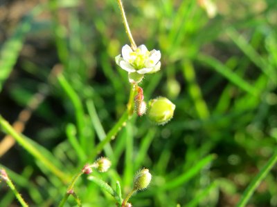20141014Spergula_arvensis1