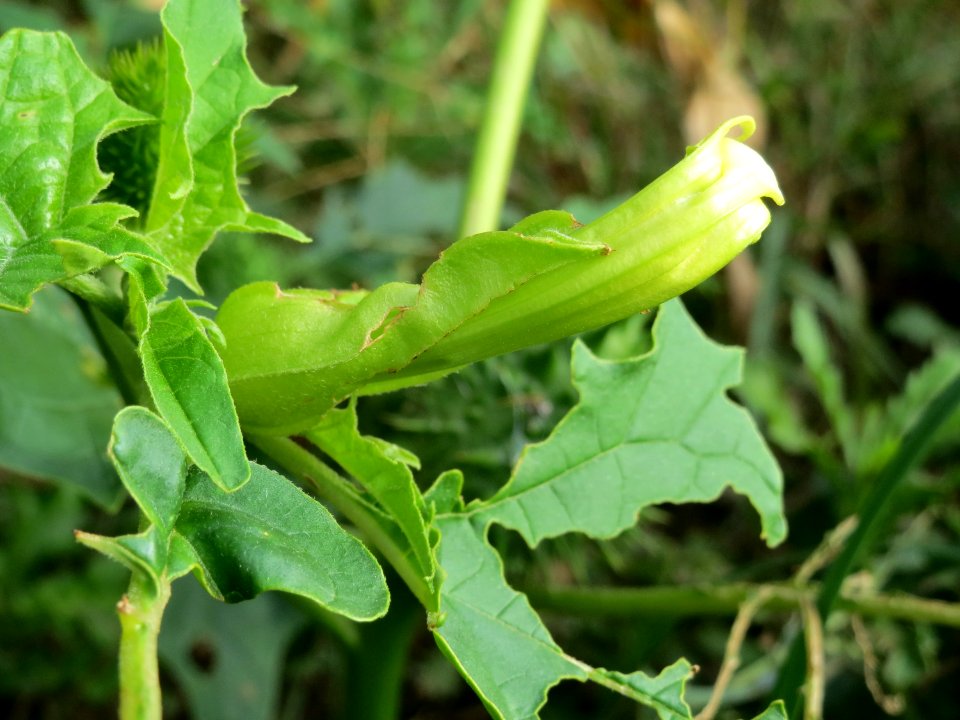 20140928Datura_stramonium1
