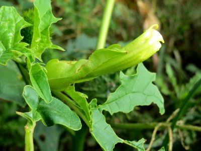 20140928Datura_stramonium1