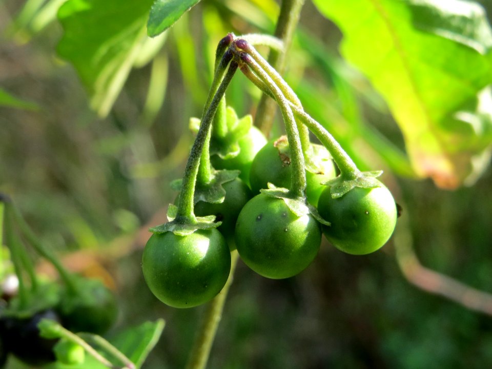20141015Solanum_nigrum2