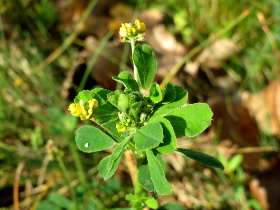 20141017Medicago_lupulina1