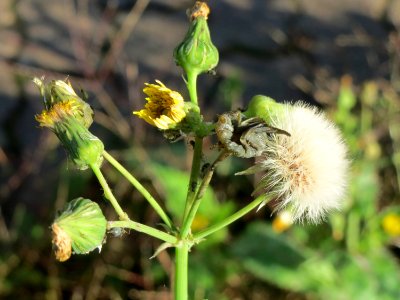 20141011Sonchus_asper2