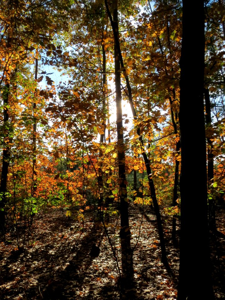 20141015Quercus_rubra3