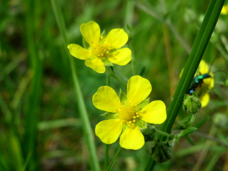 20140524Potentilla_argentea