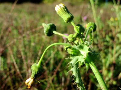 20141011Sonchus_asper1