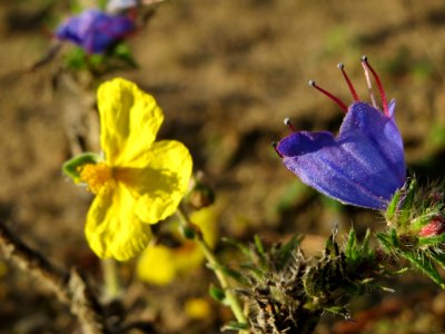 20141017Helianthemum_nummularium4