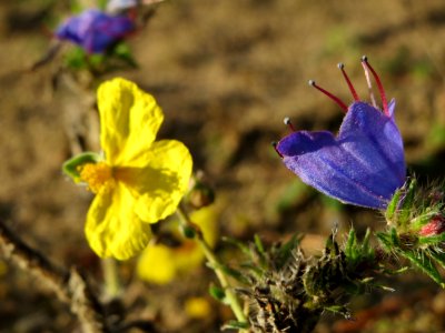 20141017Helianthemum_nummularium4 photo