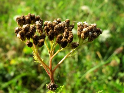20141017Achillea_millefolium1