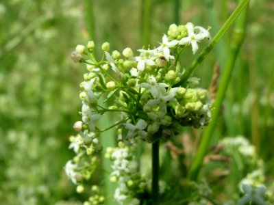 20140524Galium_mollugo2