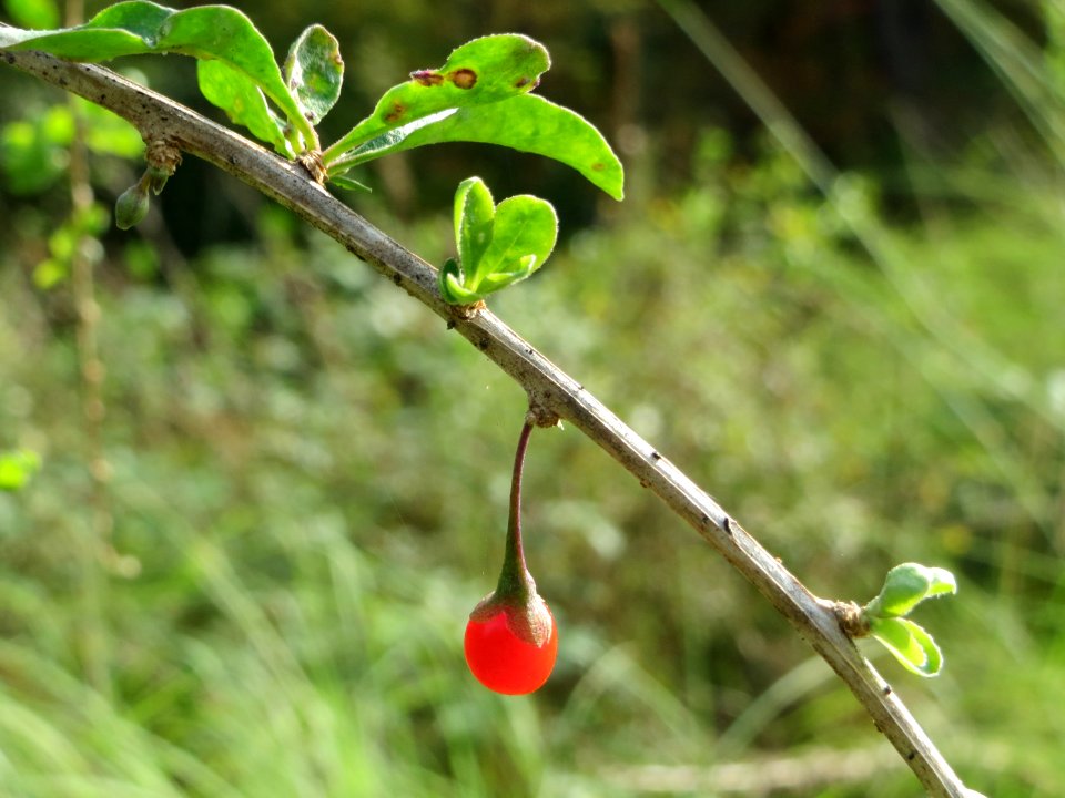 20141012Lycium_barbarum2