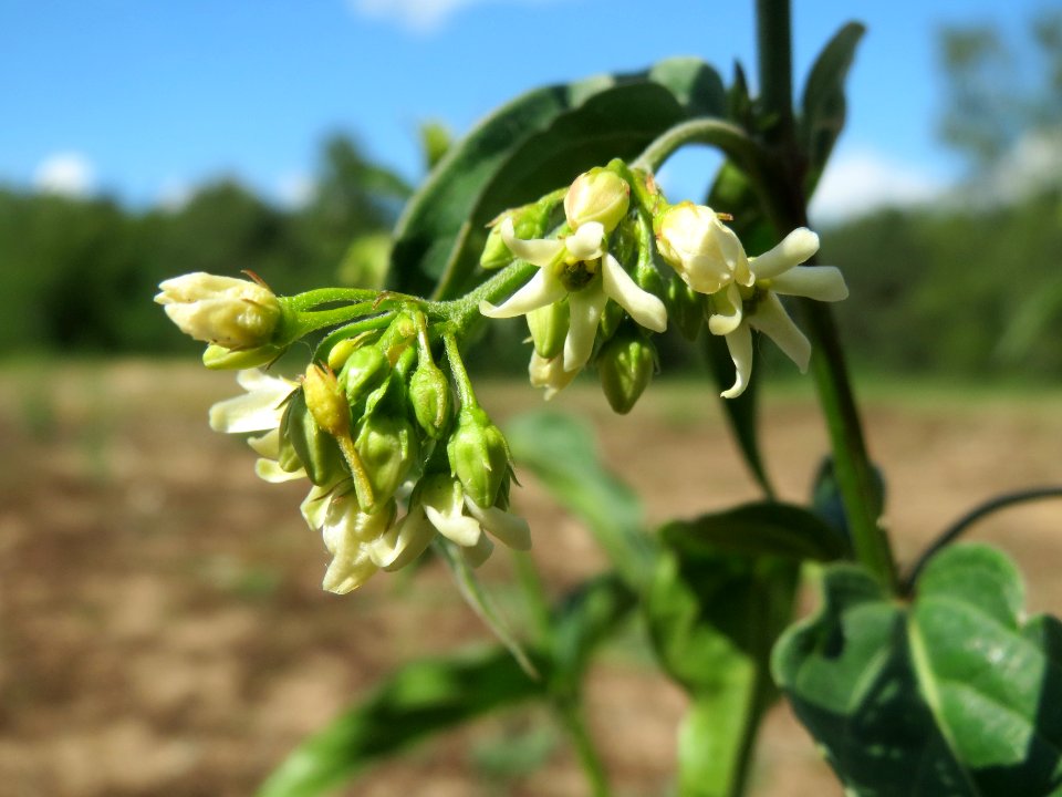 20140523Vincetoxicum_hirundinaria3