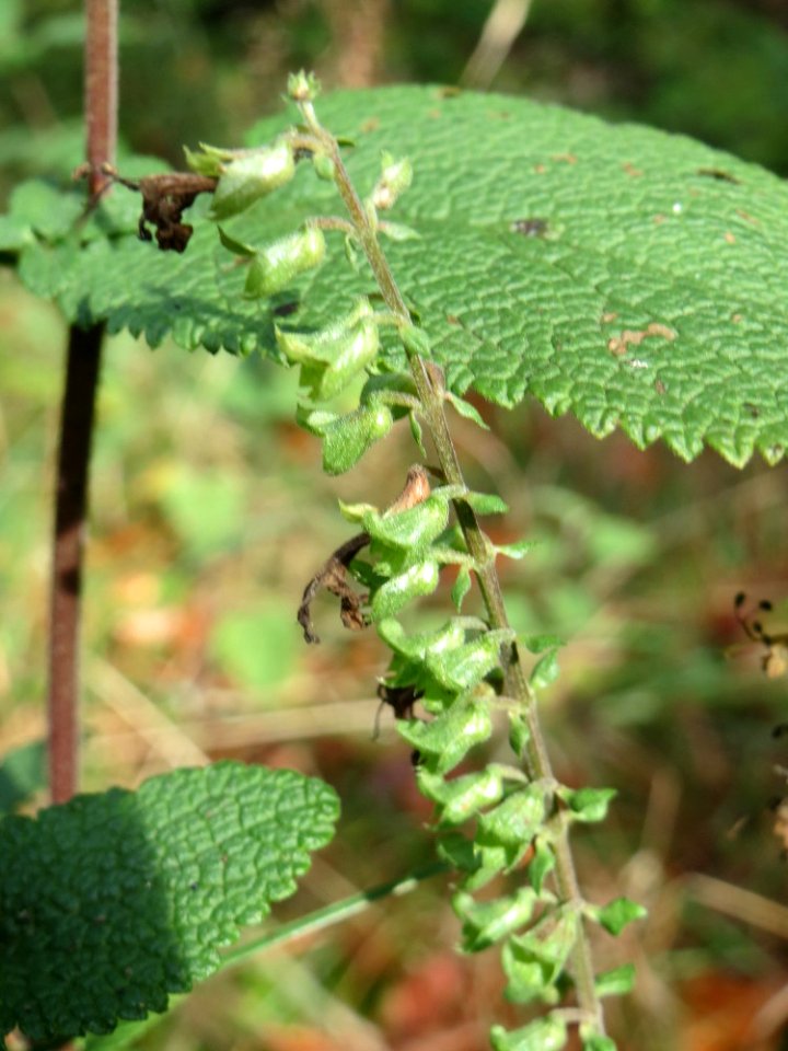20141012Teucrium_scorodonia1