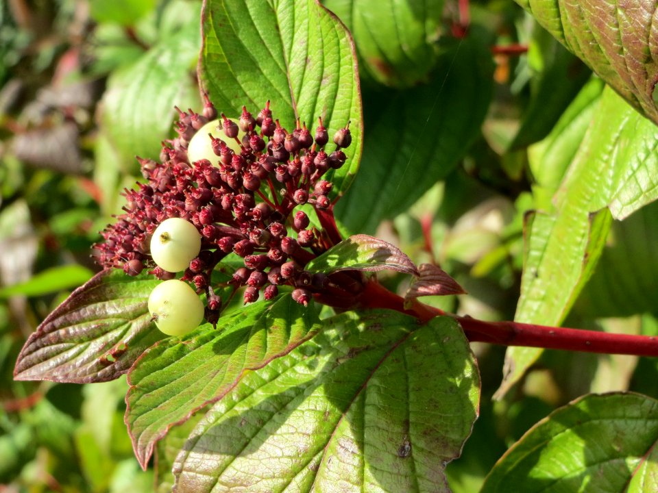 20141015Cornus_alba6