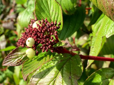 20141015Cornus_alba6