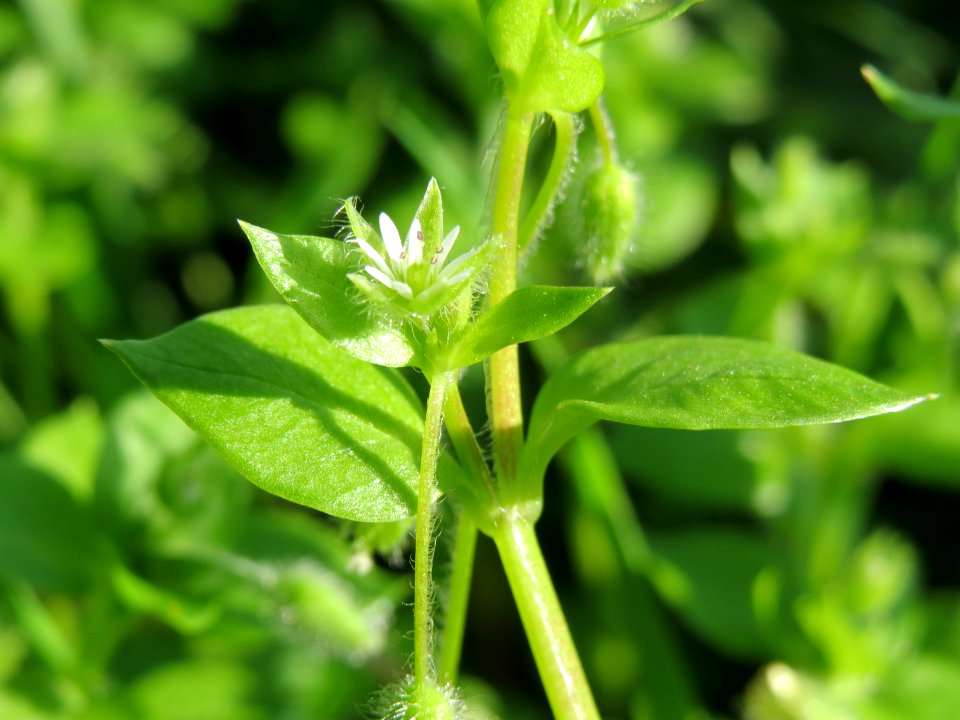 20141014Stellaria_media