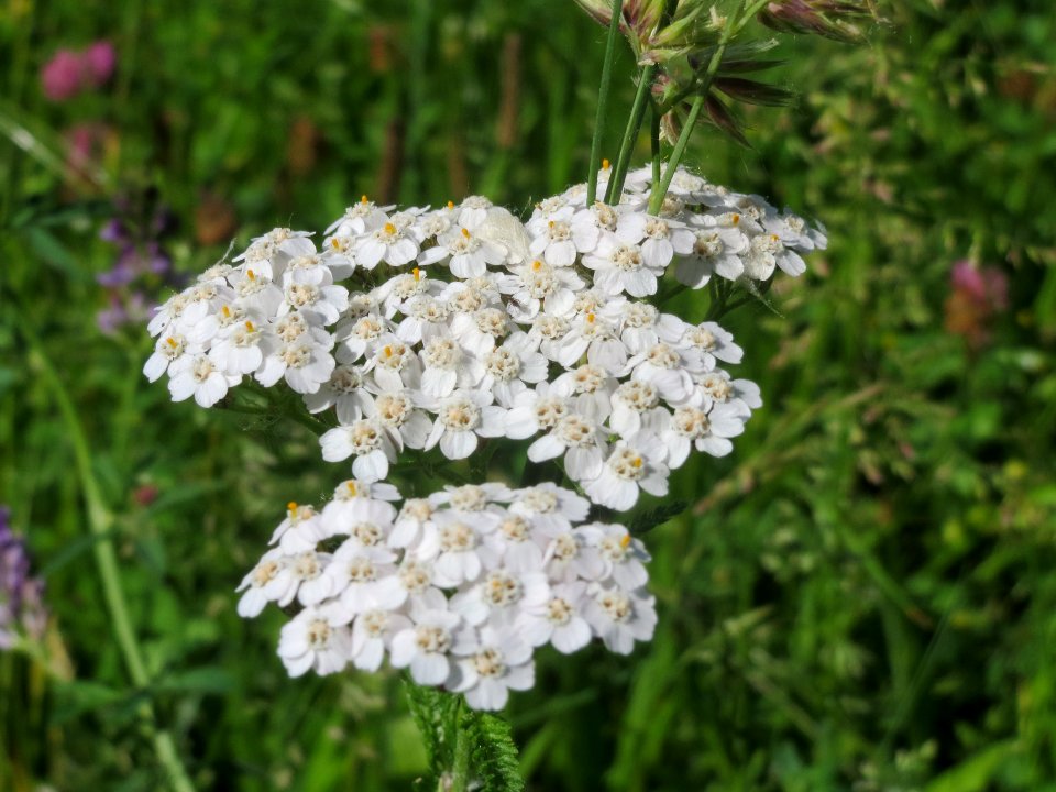 20140524Achillea_millefolium