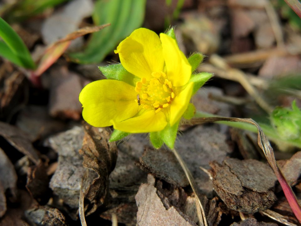 20141012Potentilla_erecta7