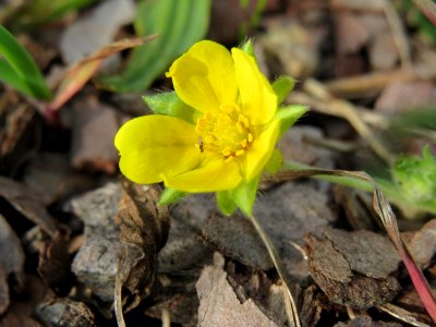 20141012Potentilla_erecta7