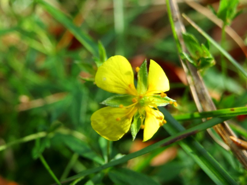 20141012Potentilla_erecta2