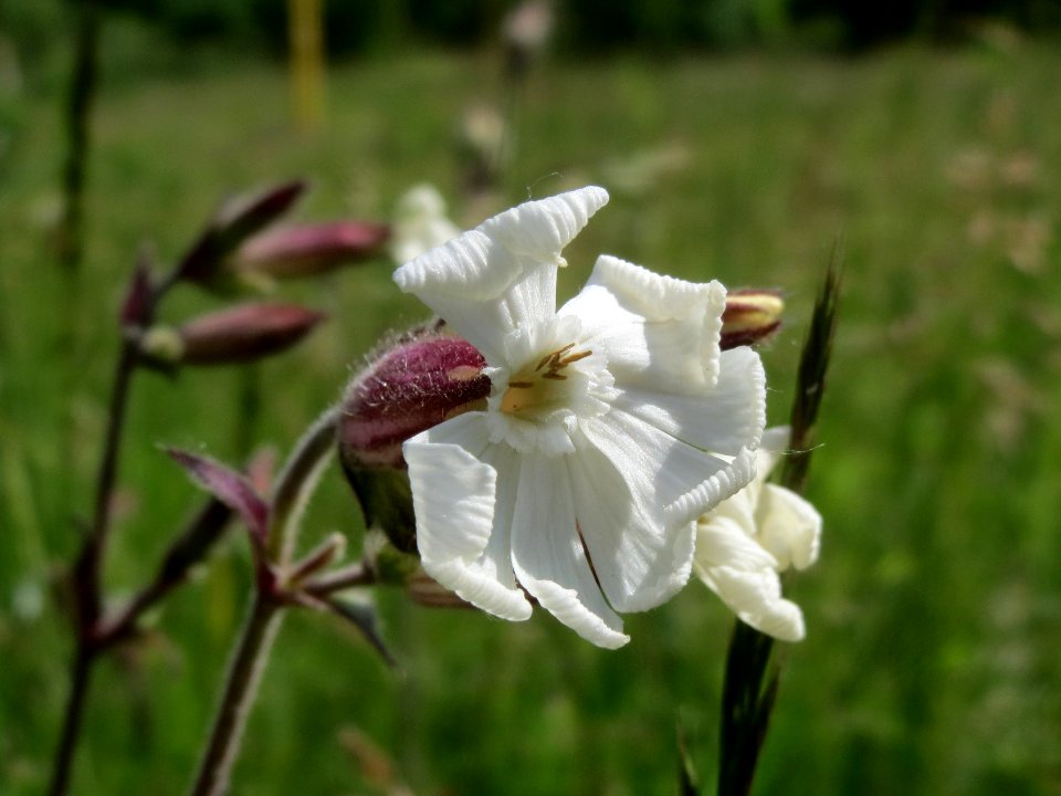 20140524Silene_latifolia