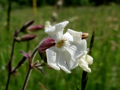 20140524Silene_latifolia