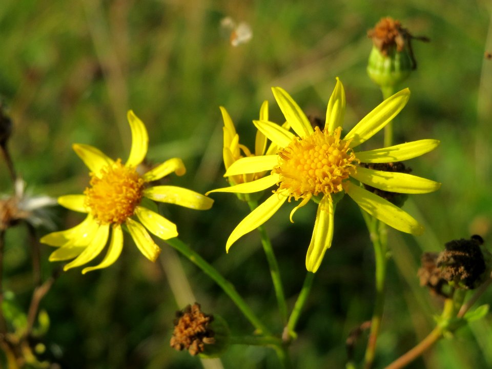 20141003Jacobaea_vulgaris