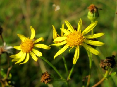 20141003Jacobaea_vulgaris