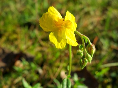 20141017Helianthemum_nummularium3 photo