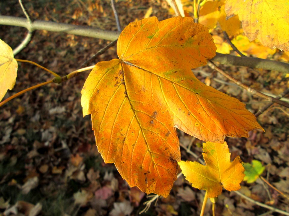20141108Acer_pseudoplatanus5