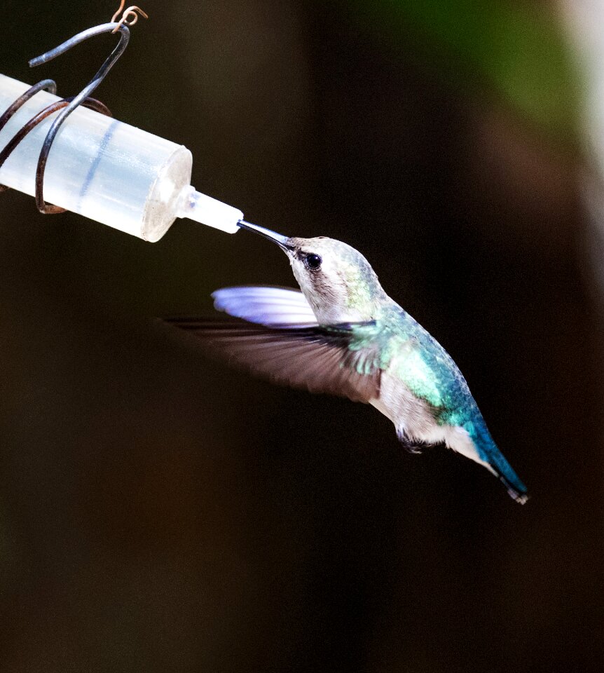 Hummingbird zunzuncito mellisuga helenae