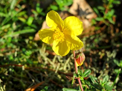 20141017Helianthemum_nummularium2 photo