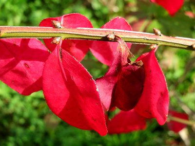 20141015Euonymus_alatus09