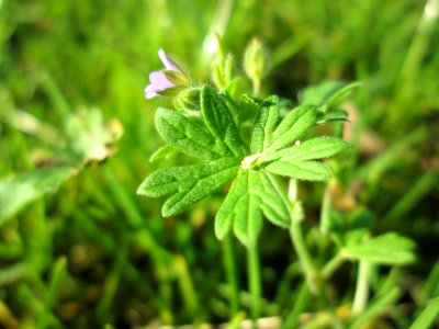 20141019Geranium_molle