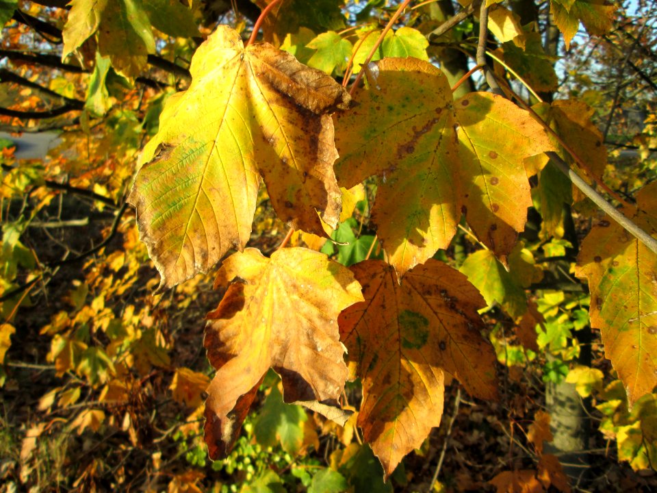 20141108Acer_pseudoplatanus1