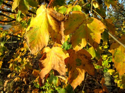 20141108Acer_pseudoplatanus1 photo