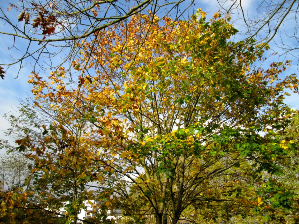 20141023Acer_platanoides
