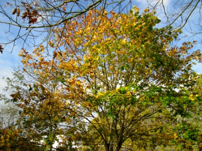 20141023Acer_platanoides