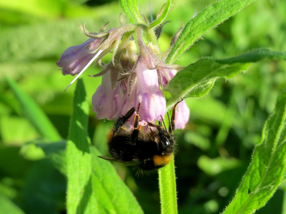 20141018Symphytum_officinale2
