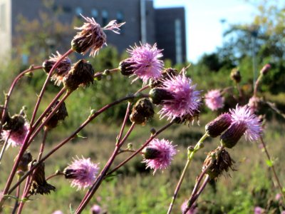 20141011Cirsium_arvense1