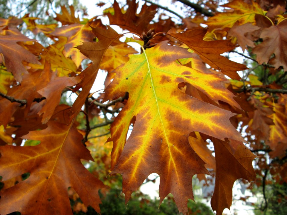 20141023Quercus_rubra3