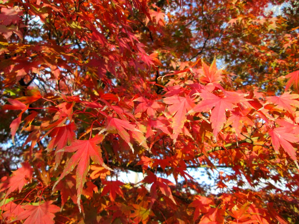 20141107Acer_palmatum