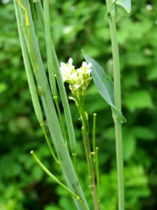 20140525Turritis_glabra3