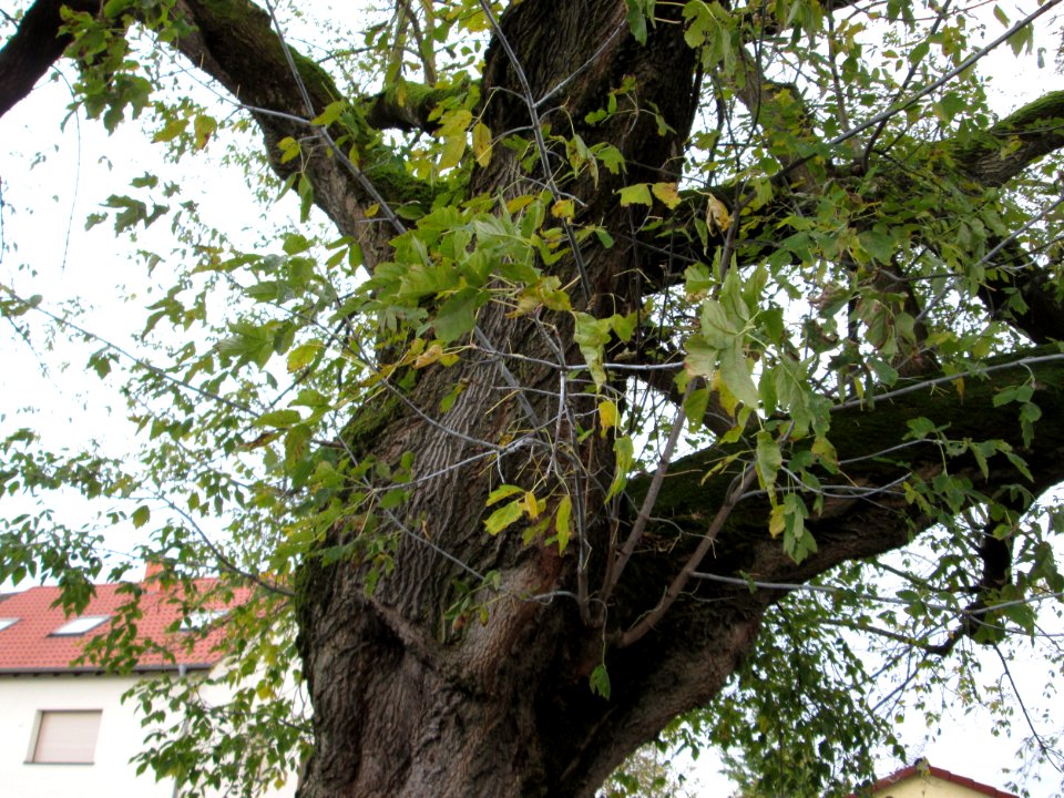 20141021Acer_negundo